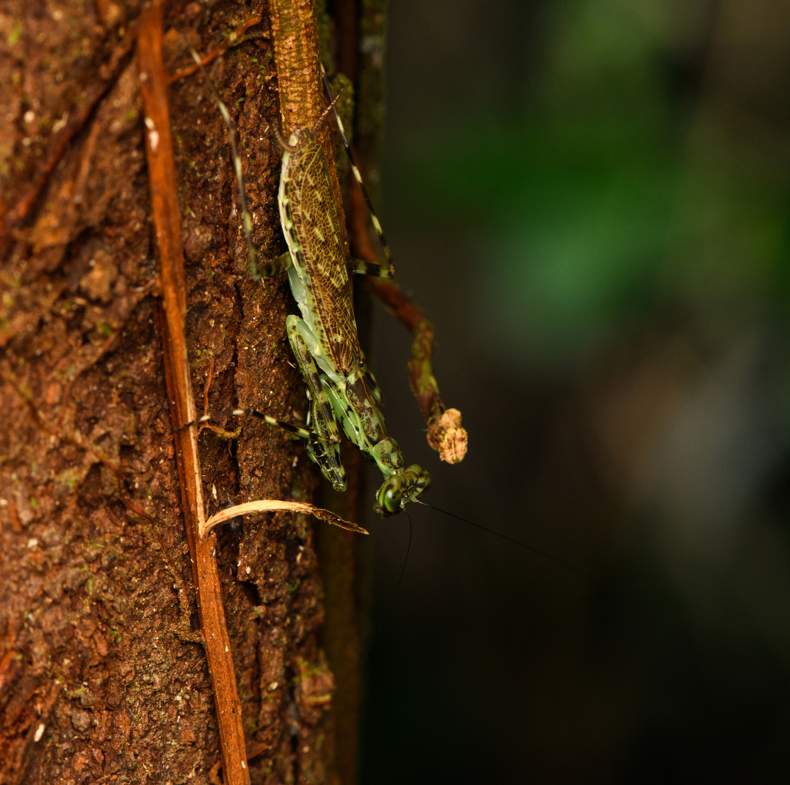 Mayan Lichen Mantis, Caquet&aacute;, Colombia A tiny sneaky mantid, typically found as pictured: on the bark of a tree, facing down. Different from most other mantises is that they actively chase prey. Amazon,Caquet&aacute;,Colombia,Colombia 2022,Geotagged,Liturgusa maya,Mayan Lichen Mantis,Peregrinos,South America,Summer,Winter,World