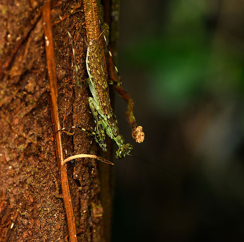 Mayan Lichen Mantis, Caquetá, Colombia A tiny sneaky mantid, typically found as pictured: on the bark of a tree, facing down. Different from most other mantises is that they actively chase prey. Amazon,Caquetá,Colombia,Colombia 2022,Geotagged,Liturgusa maya,Mayan Lichen Mantis,Peregrinos,South America,Summer,Winter,World