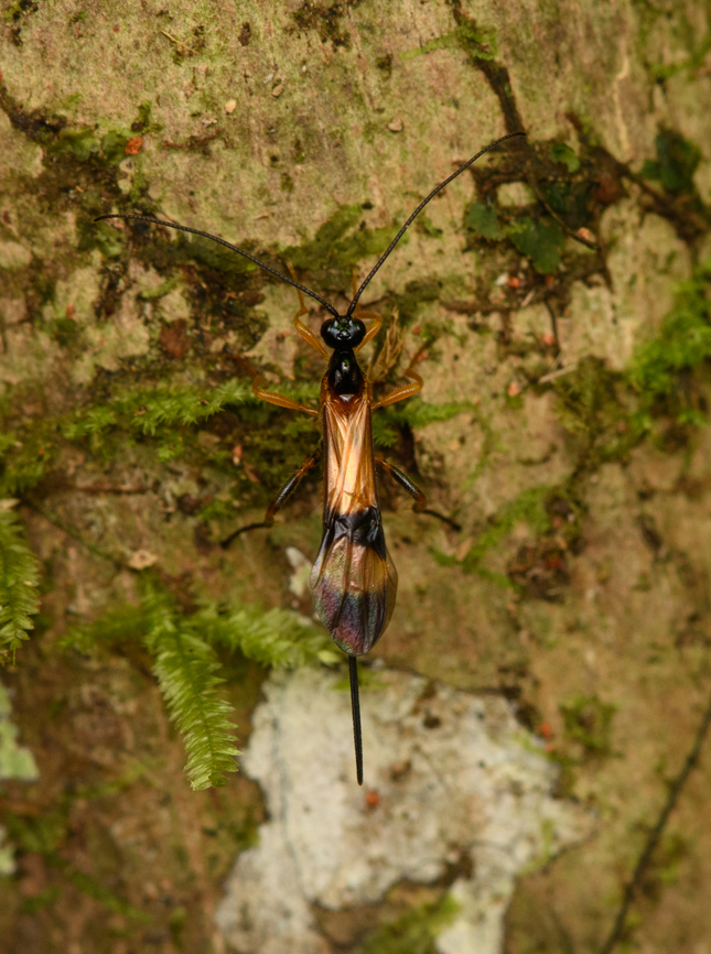 Braconid wasp - Compsobracon, Caquet&aacute;, Colombia Found at night. Possibly genus Compsobracon, but far from sure. Amazon,Caquet&aacute;,Colombia,Colombia 2022,Geotagged,Peregrinos,South America,Summer,Winter,World