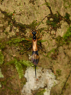 Braconid wasp - Compsobracon, Caquet&aacute;, Colombia Found at night. Possibly genus Compsobracon, but far from sure. Amazon,Caquet&aacute;,Colombia,Colombia 2022,Geotagged,Peregrinos,South America,Summer,Winter,World