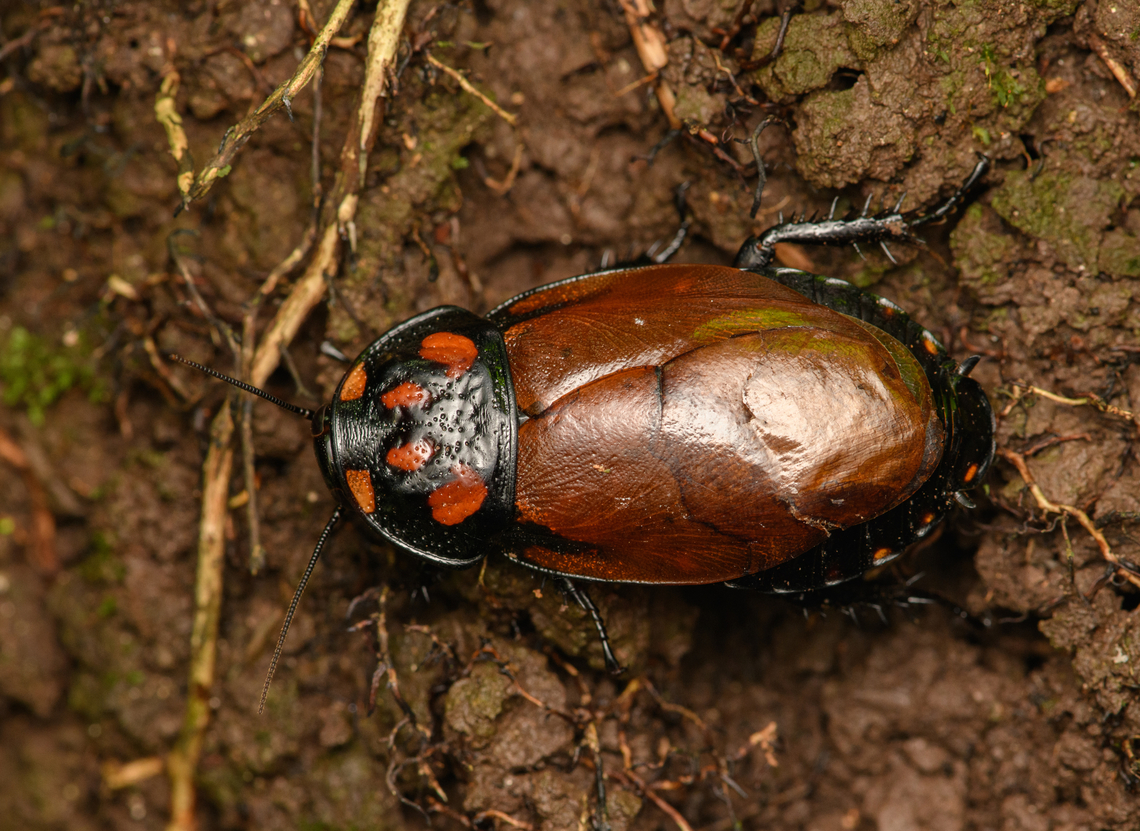 Female Hormetica/Lucihormetica cockroach, Caquetá, Colombia New / undescribed species. Amazon,Caquetá,Colombia,Colombia 2022,Geotagged,Peregrinos,South America,Summer,Winter,World
