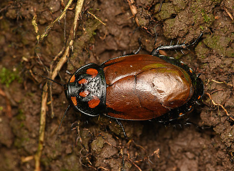 Female Hormetica/Lucihormetica cockroach, Caquet&aacute;, Colombia New / undescribed species. Amazon,Caquet&aacute;,Colombia,Colombia 2022,Geotagged,Peregrinos,South America,Summer,Winter,World
