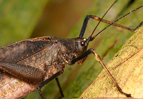 Large Katydid - closeup, Caquetá, Colombia https://www.jungledragon.com/image/142792/large_katydid_caquet_colombia.html Amazon,Caquetá,Colombia,Colombia 2022,Geotagged,Peregrinos,South America,Summer,Winter,World