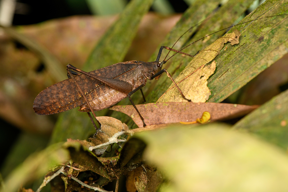 Large Katydid, Caquetá, Colombia <figure class="photo"><a href="https://www.jungledragon.com/image/142791/large_katydid_-_closeup_caquet_colombia.html" title="Large Katydid - closeup, Caquet&aacute;, Colombia"><img src="https://s3.amazonaws.com/media.jungledragon.com/images/2/142791_thumb.jpg?AWSAccessKeyId=05GMT0V3GWVNE7GGM1R2&Expires=1759968010&Signature=uKljB1EzfEfm19hPtHNcBpw2qF4%3D" width="200" height="140" alt="Large Katydid - closeup, Caquet&aacute;, Colombia https://www.jungledragon.com/image/142792/large_katydid_caquet_colombia.html Amazon,Caquet&aacute;,Colombia,Colombia 2022,Geotagged,Peregrinos,South America,Summer,Winter,World" /></a></figure> Amazon,Caquetá,Colombia,Colombia 2022,Geotagged,Peregrinos,South America,Summer,Winter,World