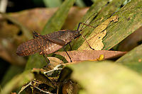 Large Katydid, Caquetá, Colombia https://www.jungledragon.com/image/142791/large_katydid_-_closeup_caquet_colombia.html Amazon,Caquetá,Colombia,Colombia 2022,Geotagged,Peregrinos,South America,Summer,Winter,World