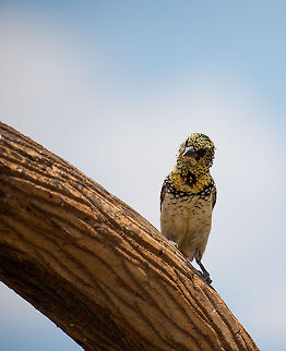 D'Arnoud's Barbet awaiting lunch leftover This looks like it could be taken from a zoo, but this is at the heart of the Serengeti. There is a small place to do lunch stops there, which attract the non-shy birds, such as this beautiful Barbet. I remember it as a hellish lunch, at the hottest time of day it felt like 50C. Africa,DArnauds Barbet,Serengeti Central,Serengeti National Park,Serengeti area,Tanzania,Trachyphonus darnaudii