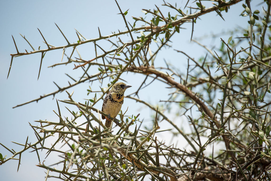 D'Arnoud's Barbet in Central Serengeti  Africa,DArnauds Barbet,Serengeti Central,Serengeti National Park,Serengeti area,Tanzania,Trachyphonus darnaudii