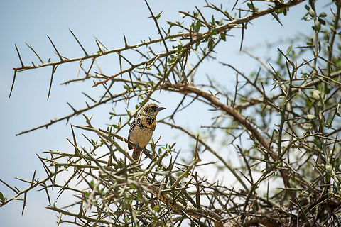 D'Arnoud's Barbet in Central Serengeti  Africa,DArnauds Barbet,Serengeti Central,Serengeti National Park,Serengeti area,Tanzania,Trachyphonus darnaudii