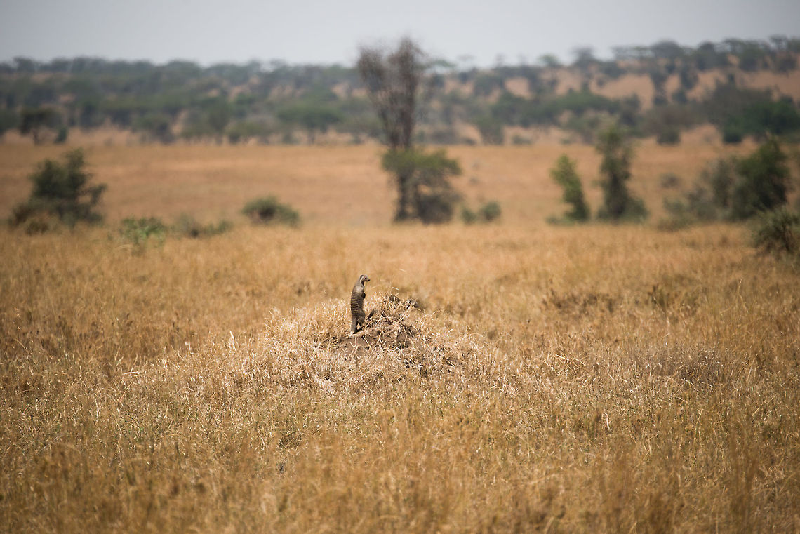 Banded Mongoose on the lookout in Central Serengeti  Africa,Banded Mongoose,Mungos mungo,Serengeti Central,Serengeti National Park,Serengeti area,Tanzania