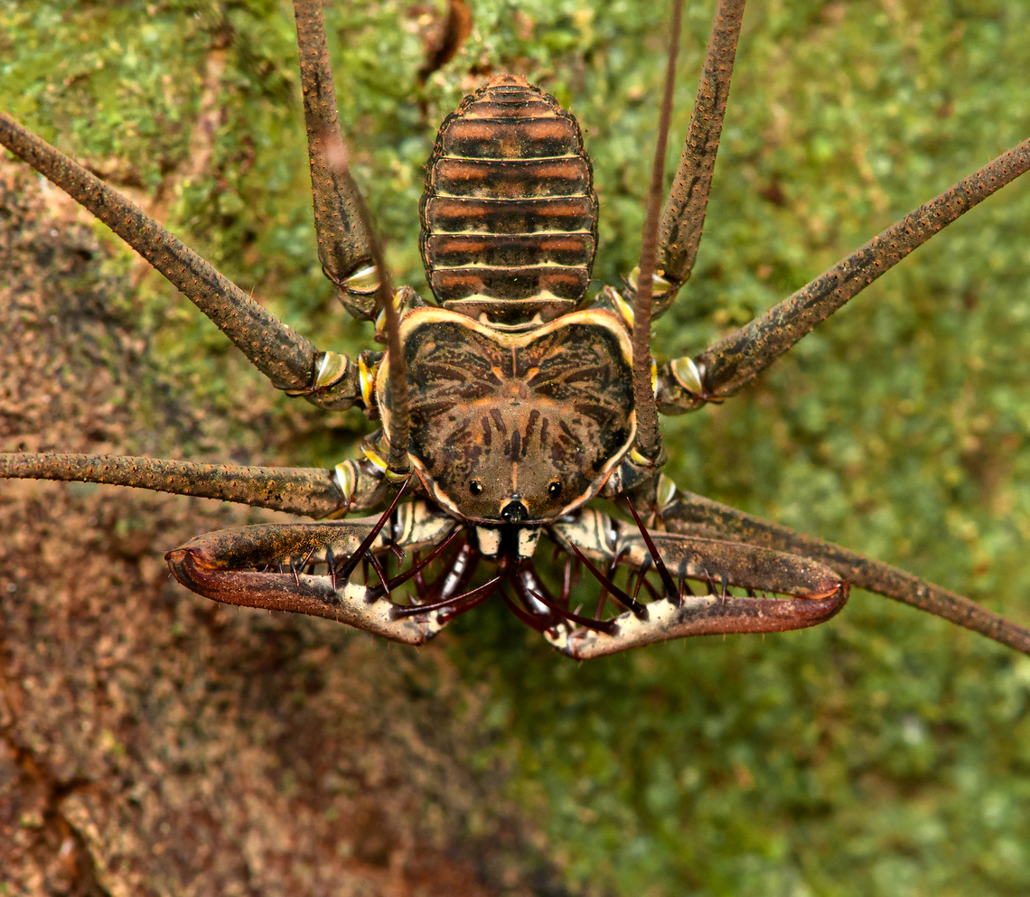 Heterophrynus batesii - closeup, Caquetá, Colombia <figure class="photo"><a href="https://www.jungledragon.com/image/142902/heterophrynus_batesii_caquetcolombia.html" title="Heterophrynus batesii, Caquet&aacute;,Colombia"><img src="https://s3.amazonaws.com/media.jungledragon.com/images/2/142902_thumb.jpg?AWSAccessKeyId=05GMT0V3GWVNE7GGM1R2&Expires=1759968010&Signature=75pL6%2FiMkgZXKDvoZlGyVl9%2FNdI%3D" width="200" height="134" alt="Heterophrynus batesii, Caquet&aacute;,Colombia Hard to see, but note how the &quot;whiptail&quot; leg still does not fit the frame despite the distant shot.<br />
https://www.jungledragon.com/image/142901/heterophrynus_batesii_-_closeup_caquet_colombia.html Amazon,Caquet&aacute;,Colombia,Colombia 2022,Geotagged,Heterophrynus batesii,Peregrinos,South America,Summer,Winter,World" /></a></figure><br />
These awesome creatures are like a hybrid of a crab (they walk on six legs, sideways), katydid (the long whips are basically antennae), and a mantid (grabby arms, pedipalps in this case).<br />
<br />
Despite their intimidating experience, in my experience they&#039;re quite shy. They have no venomous fangs. Amazon,Caquetá,Colombia,Colombia 2022,Geotagged,Heterophrynus batesii,Peregrinos,South America,Summer,Winter,World
