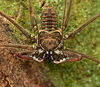 Heterophrynus batesii - closeup, Caquet&aacute;, Colombia https://www.jungledragon.com/image/142902/heterophrynus_batesii_caquetcolombia.html<br />
These awesome creatures are like a hybrid of a crab (they walk on six legs, sideways), katydid (the long whips are basically antennae), and a mantid (grabby arms, pedipalps in this case).<br />
<br />
Despite their intimidating experience, in my experience they're quite shy. They have no venomous fangs. Amazon,Caquet&aacute;,Colombia,Colombia 2022,Geotagged,Heterophrynus batesii,Peregrinos,South America,Summer,Winter,World