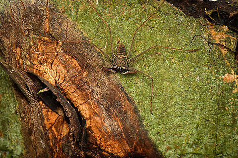 Heterophrynus batesii, Caquet&aacute;,Colombia Hard to see, but note how the "whiptail" leg still does not fit the frame despite the distant shot.
https://www.jungledragon.com/image/142901/heterophrynus_batesii_-_closeup_caquet_colombia.html Amazon,Caquet&aacute;,Colombia,Colombia 2022,Geotagged,Heterophrynus batesii,Peregrinos,South America,Summer,Winter,World