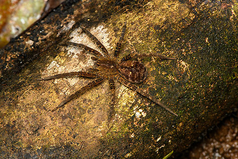 Sparassidae, Caquet&aacute;, Colombia https://www.jungledragon.com/image/142904/sparassidae_-_frontal_caquet_colombia.html
https://www.jungledragon.com/image/142905/sparassidae_caquet_-_closeup_colombia.html Amazon,Caquet&aacute;,Colombia,Colombia 2022,Geotagged,Peregrinos,South America,Summer,Winter,World