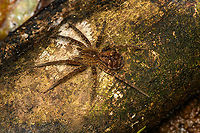 Sparassidae, Caquet&aacute;, Colombia https://www.jungledragon.com/image/142904/sparassidae_-_frontal_caquet_colombia.html<br />
https://www.jungledragon.com/image/142905/sparassidae_caquet_-_closeup_colombia.html Amazon,Caquet&aacute;,Colombia,Colombia 2022,Geotagged,Peregrinos,South America,Summer,Winter,World