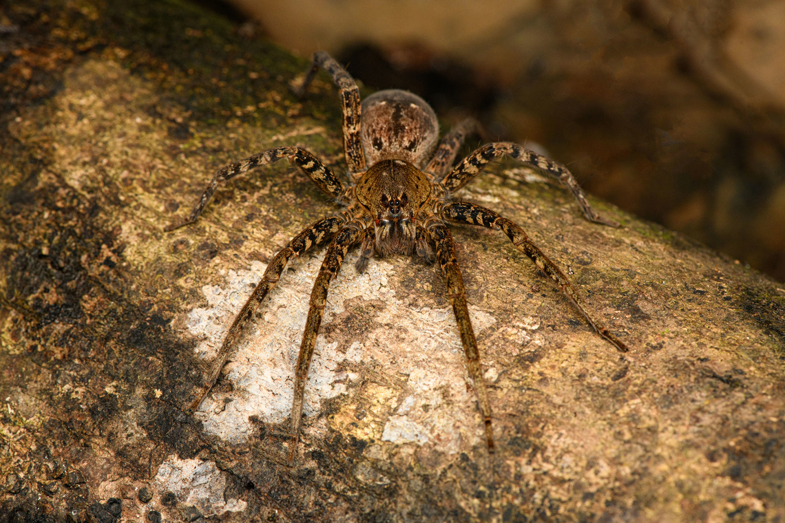 Sparassidae - frontal, Caquetá, Colombia <figure class="photo"><a href="https://www.jungledragon.com/image/142903/sparassidae_caquet_colombia.html" title="Sparassidae, Caquet&aacute;, Colombia"><img src="https://s3.amazonaws.com/media.jungledragon.com/images/2/142903_thumb.jpg?AWSAccessKeyId=05GMT0V3GWVNE7GGM1R2&Expires=1761782410&Signature=W9Izo25w%2BzKePxADRPWuSpj7S3k%3D" width="200" height="134" alt="Sparassidae, Caquet&aacute;, Colombia https://www.jungledragon.com/image/142904/sparassidae_-_frontal_caquet_colombia.html<br />
https://www.jungledragon.com/image/142905/sparassidae_caquet_-_closeup_colombia.html Amazon,Caquet&aacute;,Colombia,Colombia 2022,Geotagged,Peregrinos,South America,Summer,Winter,World" /></a></figure><br />
<figure class="photo"><a href="https://www.jungledragon.com/image/142905/sparassidae_caquet_-_closeup_colombia.html" title="Sparassidae, Caquet&aacute; - closeup, Colombia"><img src="https://s3.amazonaws.com/media.jungledragon.com/images/2/142905_thumb.jpg?AWSAccessKeyId=05GMT0V3GWVNE7GGM1R2&Expires=1761782410&Signature=q1Xe1aku2XiudxR%2Ffx8qJpq6yVE%3D" width="200" height="134" alt="Sparassidae, Caquet&aacute; - closeup, Colombia https://www.jungledragon.com/image/142903/sparassidae_caquet_colombia.html<br />
https://www.jungledragon.com/image/142904/sparassidae_-_frontal_caquet_colombia.html Amazon,Caquet&aacute;,Colombia,Colombia 2022,Geotagged,Peregrinos,South America,Summer,Winter,World" /></a></figure> Amazon,Caquetá,Colombia,Colombia 2022,Geotagged,Peregrinos,South America,Summer,Winter,World