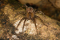 Sparassidae - frontal, Caquetá, Colombia https://www.jungledragon.com/image/142903/sparassidae_caquet_colombia.html<br />
https://www.jungledragon.com/image/142905/sparassidae_caquet_-_closeup_colombia.html Amazon,Caquetá,Colombia,Colombia 2022,Geotagged,Peregrinos,South America,Summer,Winter,World