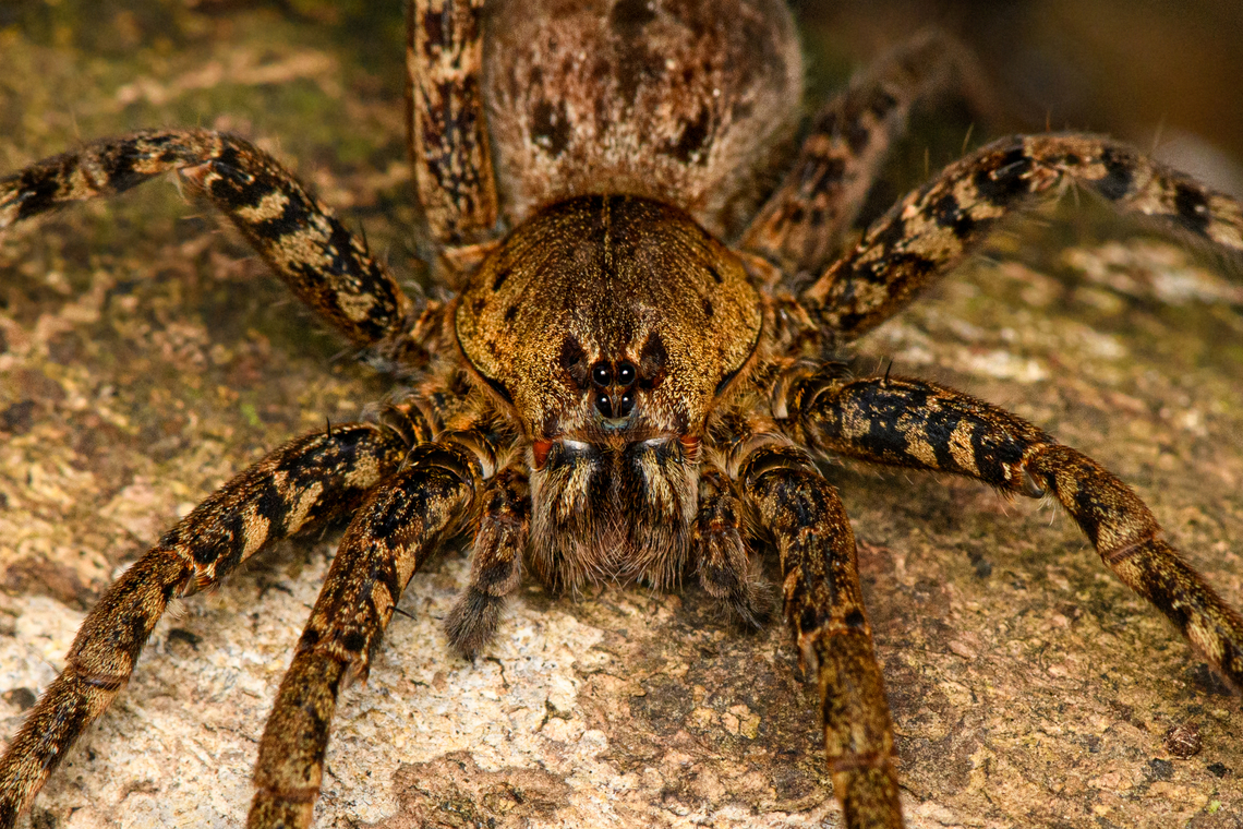 Sparassidae, Caquet&aacute; - closeup, Colombia <figure class="photo"><a href="https://www.jungledragon.com/image/142903/sparassidae_caquet_colombia.html" title="Sparassidae, Caquet&aacute;, Colombia"><img src="https://s3.amazonaws.com/media.jungledragon.com/images/2/142903_thumb.jpg?AWSAccessKeyId=05GMT0V3GWVNE7GGM1R2&Expires=1769040010&Signature=Muc4JSrr1FCJ8pPkiwEojnk0OKM%3D" width="200" height="134" alt="Sparassidae, Caquet&aacute;, Colombia https://www.jungledragon.com/image/142904/sparassidae_-_frontal_caquet_colombia.html<br />
https://www.jungledragon.com/image/142905/sparassidae_caquet_-_closeup_colombia.html Amazon,Caquet&aacute;,Colombia,Colombia 2022,Geotagged,Peregrinos,South America,Summer,Winter,World" /></a></figure><br />
<figure class="photo"><a href="https://www.jungledragon.com/image/142904/sparassidae_-_frontal_caquet_colombia.html" title="Sparassidae - frontal, Caquet&aacute;, Colombia"><img src="https://s3.amazonaws.com/media.jungledragon.com/images/2/142904_thumb.jpg?AWSAccessKeyId=05GMT0V3GWVNE7GGM1R2&Expires=1769040010&Signature=B72H1E5j5t4aiiwVCm8qZNo6LsU%3D" width="200" height="134" alt="Sparassidae - frontal, Caquet&aacute;, Colombia https://www.jungledragon.com/image/142903/sparassidae_caquet_colombia.html<br />
https://www.jungledragon.com/image/142905/sparassidae_caquet_-_closeup_colombia.html Amazon,Caquet&aacute;,Colombia,Colombia 2022,Geotagged,Peregrinos,South America,Summer,Winter,World" /></a></figure> Amazon,Caquet&aacute;,Colombia,Colombia 2022,Geotagged,Peregrinos,South America,Summer,Winter,World