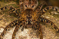 Sparassidae, Caquetá - closeup, Colombia https://www.jungledragon.com/image/142903/sparassidae_caquet_colombia.html<br />
https://www.jungledragon.com/image/142904/sparassidae_-_frontal_caquet_colombia.html Amazon,Caquetá,Colombia,Colombia 2022,Geotagged,Peregrinos,South America,Summer,Winter,World