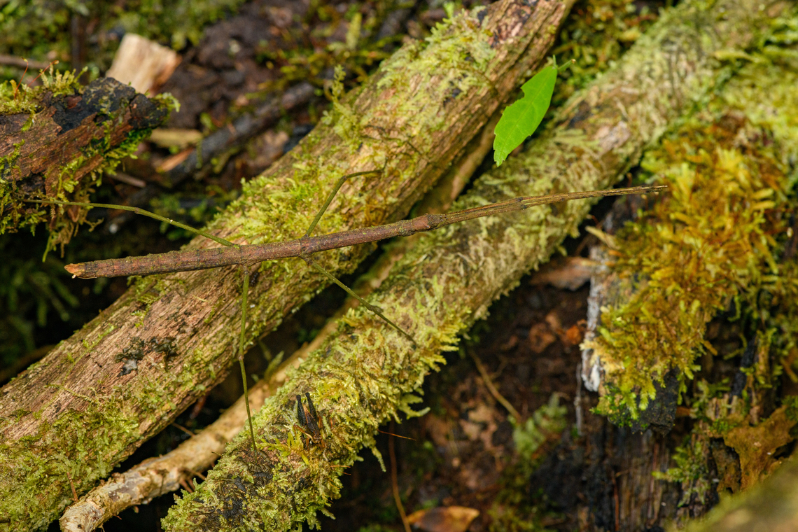 Stick insect, Caquet&aacute;, Colombia  Amazon,Caquet&aacute;,Colombia,Colombia 2022,Geotagged,Peregrinos,South America,Summer,Winter,World