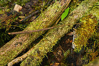 Stick insect, Caquetá, Colombia  Amazon,Caquetá,Colombia,Colombia 2022,Geotagged,Peregrinos,South America,Summer,Winter,World