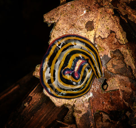 Neotropical Land Planarian (Pseudogeoplana), Caquetá, Colombia The highlight of this night tour was our first ever observation of a flatworm (planarian). This one is a Neotropical Land Planarian (Subfamily Geoplaninae), probably genus Pseudogeoplana. This genus is a temporary dumping ground of species that need to be redescribed.

Planarians have a remarkable biology. One of which is that they are theoretically immortal, they can regenerate any missing body part, including their head.
https://www.youtube.com/watch?v=M8MbwBNqKyY

 Amazon,Caquetá,Colombia,Colombia 2022,Geotagged,Peregrinos,South America,Summer,Winter,World