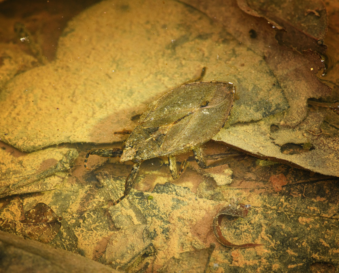 Giant Water Bug, Caquetá, Colombia Found at night, in an ambush position in a shallow pool of water. They are sometimes nicknamed &quot;toe biters&quot;.<br />
<section class="video"><iframe width="448" height="282" src="https://www.youtube-nocookie.com/embed/5WgC1Il7SGI?hd=1&autoplay=0&rel=0" frameborder="0" allowfullscreen></iframe></section> Amazon,Caquetá,Colombia,Colombia 2022,Geotagged,Peregrinos,South America,Summer,Winter,World