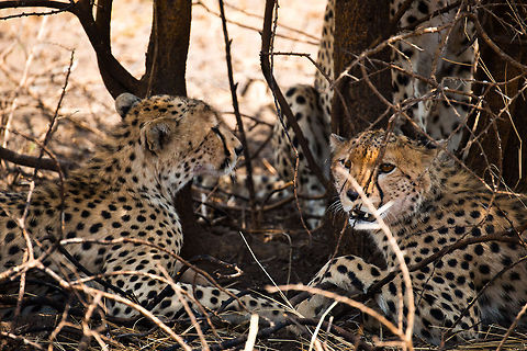 3 Cheetahs resting under Acacia tree in Central Serengeti  Acinonyx jubatus,Africa,Cheetah,Serengeti Central,Serengeti National Park,Serengeti area,Tanzania