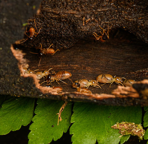 Exposed termites, Caquetá, Colombia Found during a night tour on a rotten tree with an opening. I believe the dark-headed individuals are soldiers whilst the light-headed ones are soldiers. Amazon,Caquetá,Colombia,Colombia 2022,Geotagged,Peregrinos,South America,Summer,Winter,World