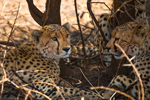 Closeup of young Cheetah in central Serengeti These are the same 3 cheetahs I shared earlier, yet this is the 2nd spotting of them. We simply came back to look at them again :) Acinonyx jubatus,Africa,Cheetah,Serengeti Central,Serengeti National Park,Serengeti area,Tanzania