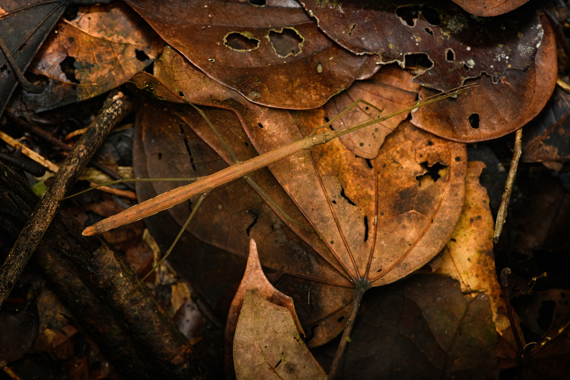 Stick insect on forest floor, Caquetá, Colombia Possibly the female of this species, but far from sure:<br />
<figure class="photo"><a href="https://www.jungledragon.com/image/142907/stick_insect_caquet_colombia.html" title="Stick insect, Caquet&aacute;, Colombia"><img src="https://s3.amazonaws.com/media.jungledragon.com/images/2/142907_thumb.jpg?AWSAccessKeyId=05GMT0V3GWVNE7GGM1R2&Expires=1761782410&Signature=hR0fBgE4Pb6laJi2fE8Cm6ZGj1g%3D" width="200" height="134" alt="Stick insect, Caquet&aacute;, Colombia  Amazon,Caquet&aacute;,Colombia,Colombia 2022,Geotagged,Peregrinos,South America,Summer,Winter,World" /></a></figure> Amazon,Caquetá,Colombia,Colombia 2022,Geotagged,Peregrinos,South America,Summer,Winter,World