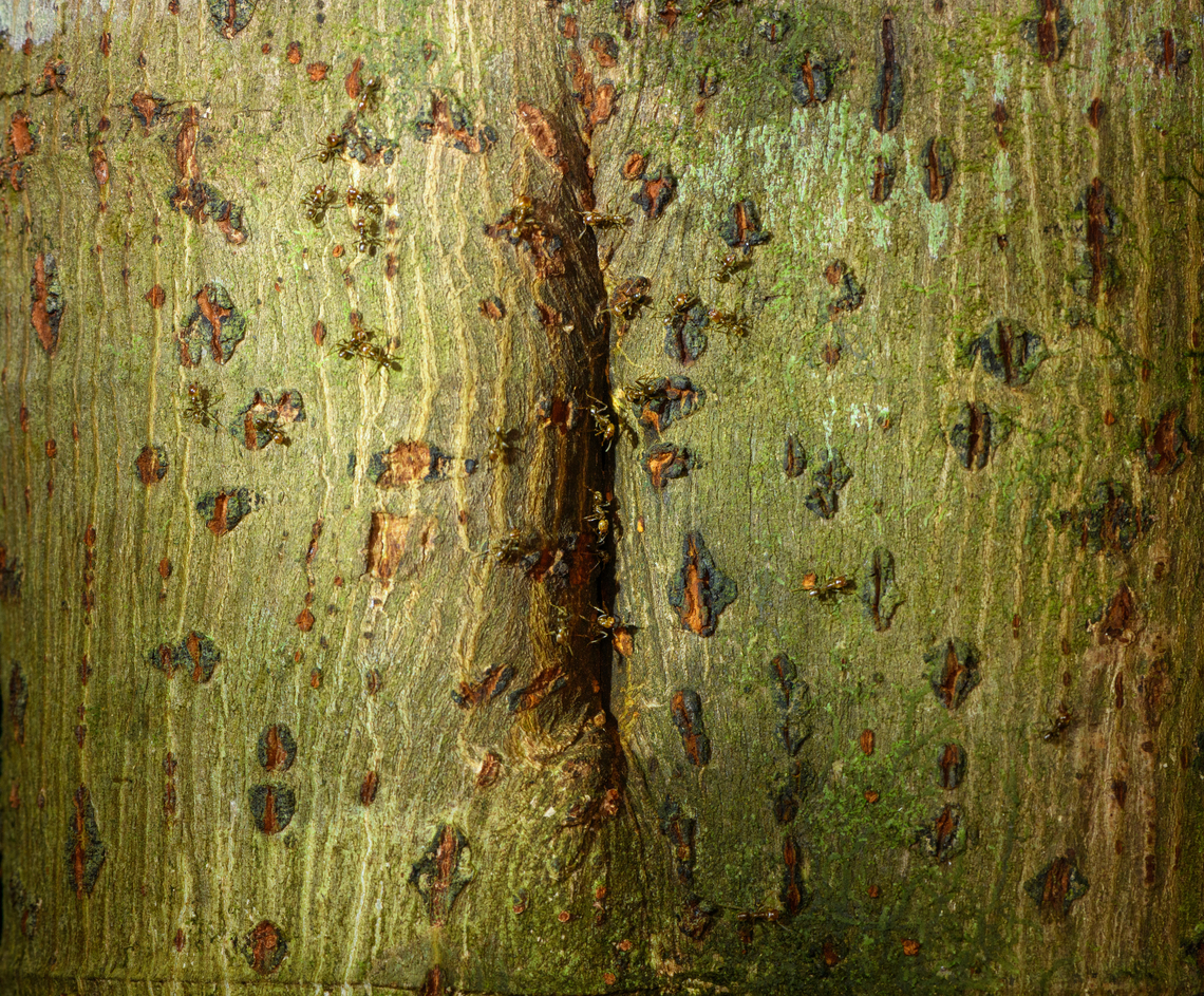 Ants emerging from tree bark, Caquetá, Colombia  Amazon,Caquetá,Colombia,Colombia 2022,Geotagged,Peregrinos,South America,Summer,Winter,World
