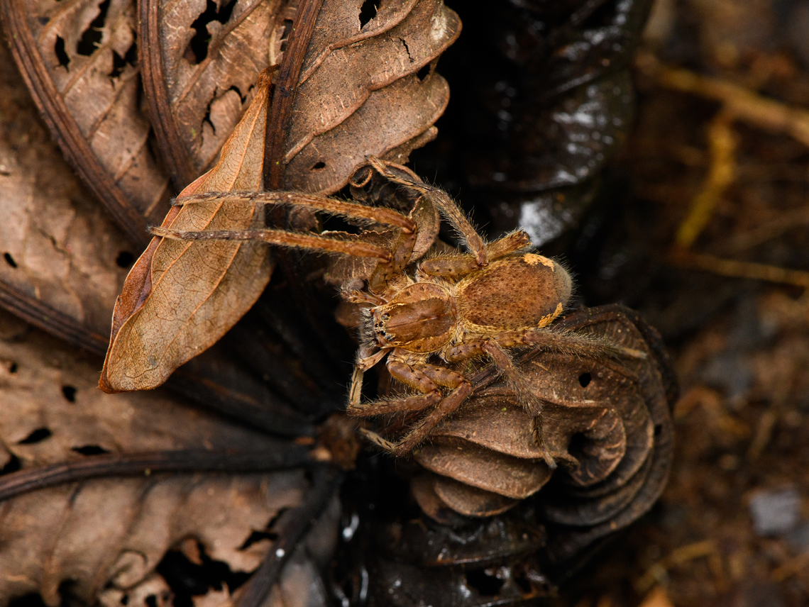 Huntsman spider on forest floor, Caquet&aacute;,Colombia Yet another. Amazon,Caquet&aacute;,Colombia,Colombia 2022,Geotagged,Peregrinos,South America,Summer,Winter,World