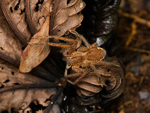 Huntsman spider on forest floor, Caquet&aacute;,Colombia Yet another. Amazon,Caquet&aacute;,Colombia,Colombia 2022,Geotagged,Peregrinos,South America,Summer,Winter,World