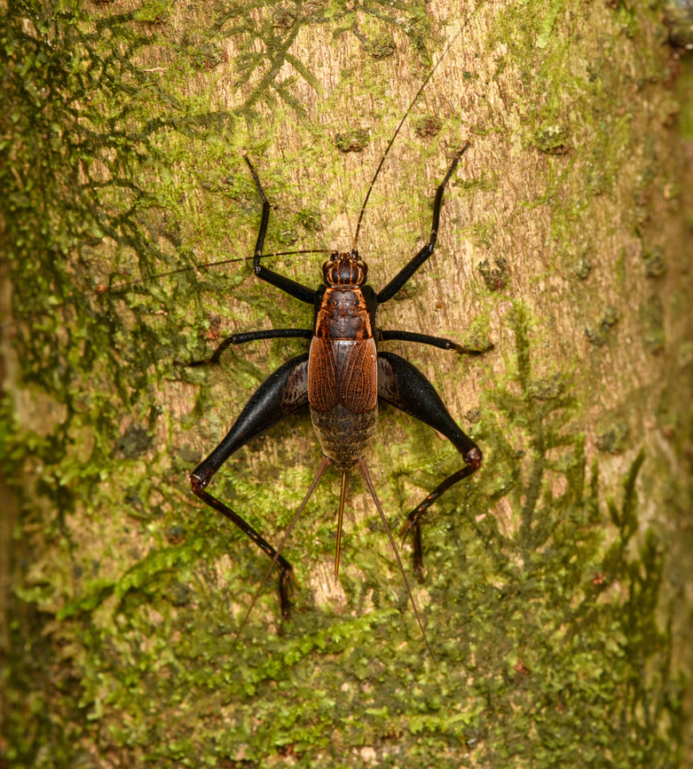 Luzarida lata, Caquet&aacute;, Colombia Possibly Luzarida sp.<br />
Although a different species, reminds me of last year's observation in Ecuador:<br />
<figure class="photo"><a href="https://www.jungledragon.com/image/129539/spider_cricket_phalangopsidae_-_side_view_finca_heimatlos_ecuador.html" title="Spider Cricket (Phalangopsidae) - side view, Finca Heimatlos, Ecuador"><img src="https://s3.amazonaws.com/media.jungledragon.com/images/2/129539_thumb.jpg?AWSAccessKeyId=05GMT0V3GWVNE7GGM1R2&Expires=1769040010&Signature=nBhjKsKUHpC2UaPkJm%2F%2FL08QKUA%3D" width="200" height="128" alt="Spider Cricket (Phalangopsidae) - side view, Finca Heimatlos, Ecuador Stunning species, every detail about it is so cool.<br />
https://www.jungledragon.com/image/129540/spider_cricket_phalangopsidae_finca_heimatlos_ecuador.html Ecuador,Ecuador 2021,Finca Heimatlos,Geotagged,South America,Spring,World" /></a></figure> Amazon,Caquet&aacute;,Colombia,Colombia 2022,Geotagged,Luzarida lata,Peregrinos,South America,Summer,Winter,World