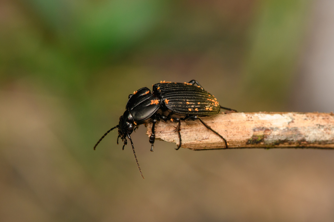 Black beetle (Carabidae > Dercylus sp.), Caquetá,Colombia Heavily infested by mites, but it seemed to be doing OK. Carabidae &gt; Dercylus sp. Amazon,Caquetá,Colombia,Colombia 2022,Geotagged,Peregrinos,South America,Summer,Winter,World