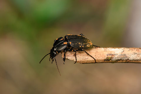 Black beetle (Carabidae > Dercylus sp.), Caquetá,Colombia Heavily infested by mites, but it seemed to be doing OK. Carabidae > Dercylus sp. Amazon,Caquetá,Colombia,Colombia 2022,Geotagged,Peregrinos,South America,Summer,Winter,World