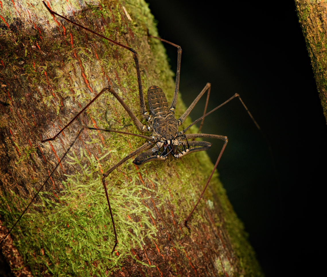Heterophrynus batesii - posing, Caquet&aacute;, Colombia  Amazon,Caquet&aacute;,Colombia,Colombia 2022,Geotagged,Heterophrynus batesii,Peregrinos,South America,Summer,Winter,World