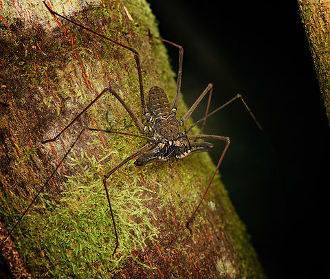 Heterophrynus batesii - posing, Caquet&aacute;, Colombia  Amazon,Caquet&aacute;,Colombia,Colombia 2022,Geotagged,Heterophrynus batesii,Peregrinos,South America,Summer,Winter,World
