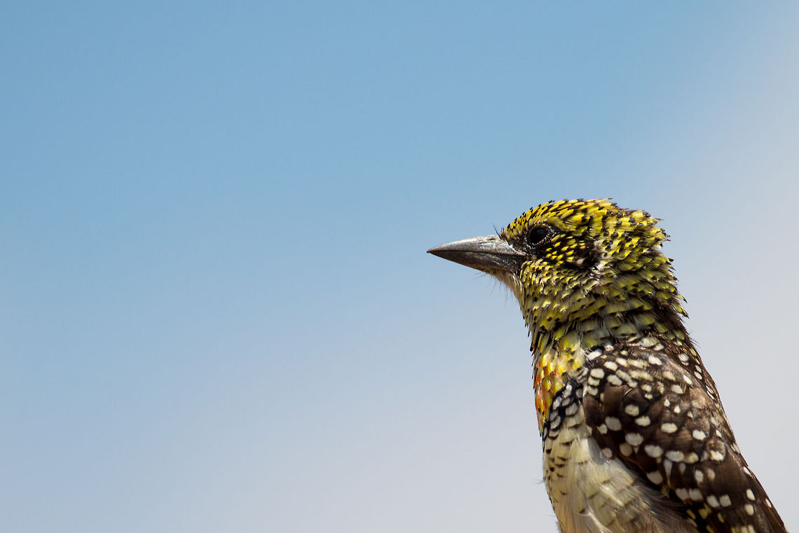 Closeup of D'Arnaud's Barbet in Central Serengeti  Africa,DArnauds Barbet,Serengeti Central,Serengeti National Park,Serengeti area,Tanzania,Trachyphonus darnaudii