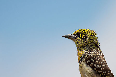 Closeup of D'Arnaud's Barbet in Central Serengeti  Africa,DArnauds Barbet,Serengeti Central,Serengeti National Park,Serengeti area,Tanzania,Trachyphonus darnaudii