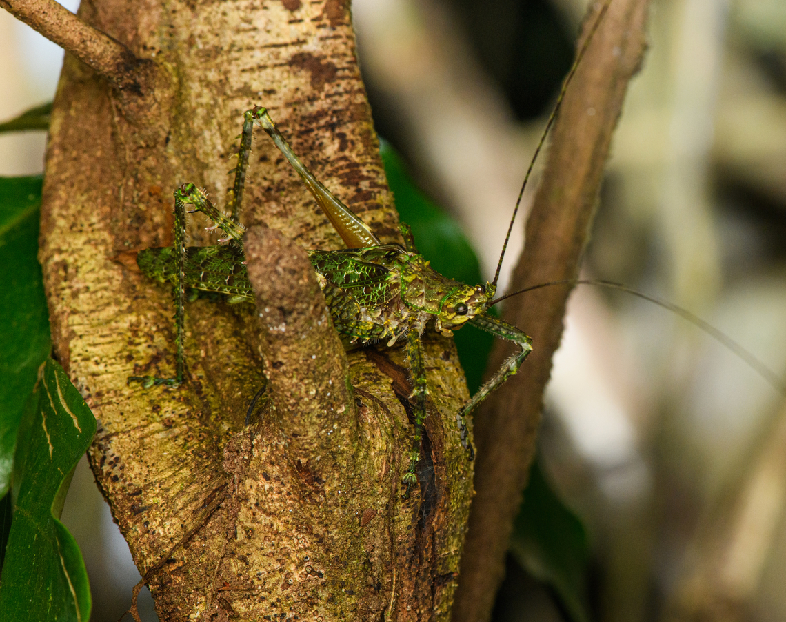 Mossy katydid (Pleminiini), Caquetá, Colombia Tribe: Pleminiini. Amazon,Caquetá,Colombia,Colombia 2022,Geotagged,Peregrinos,South America,Summer,Winter,World