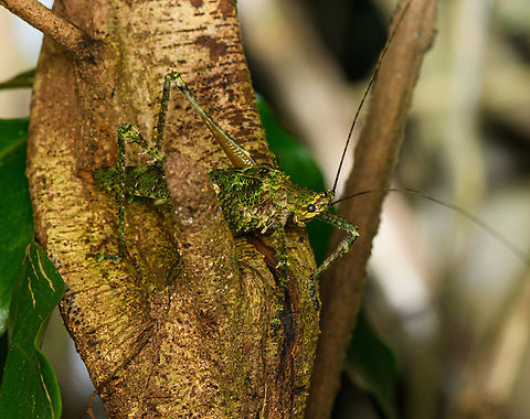 Mossy katydid (Pleminiini), Caquetá, Colombia Tribe: Pleminiini. Amazon,Caquetá,Colombia,Colombia 2022,Geotagged,Peregrinos,South America,Summer,Winter,World