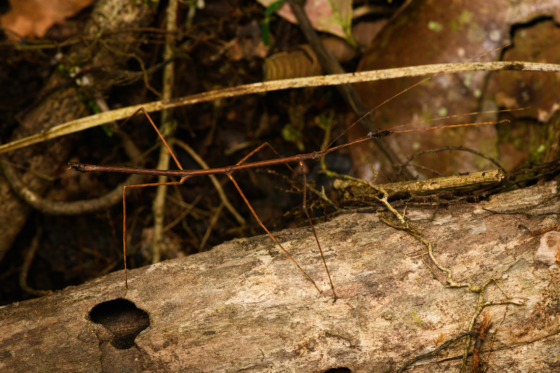 Thin-bodied stick insect, Caquetá, Colombia With a fly stuck in its antennae. Amazon,Caquetá,Colombia,Colombia 2022,Geotagged,Peregrinos,South America,Summer,Winter,World