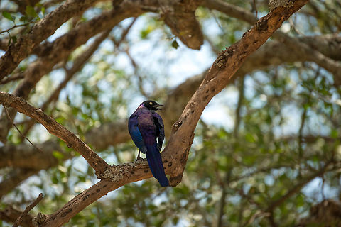 Rüppells Starling in Central Serengeti By far not as common as the Superb Starling. This is our only spotting of the Rüppells Starling during our entire trip in Tanzania. Africa,Lamprotornis purpuroptera,Rüppells Starling,Serengeti Central,Serengeti National Park,Serengeti area,Tanzania