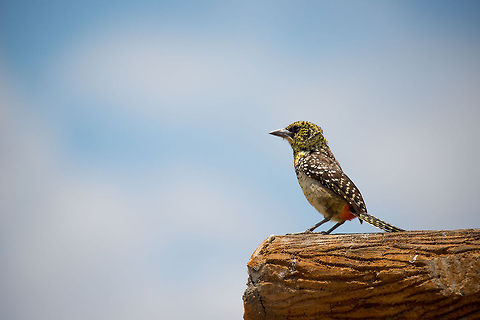 D'Arnoud's Barbet awaiting lunch leftover in Central Serengeti  Africa,DArnauds Barbet,Serengeti Central,Serengeti National Park,Serengeti area,Tanzania,Trachyphonus darnaudii