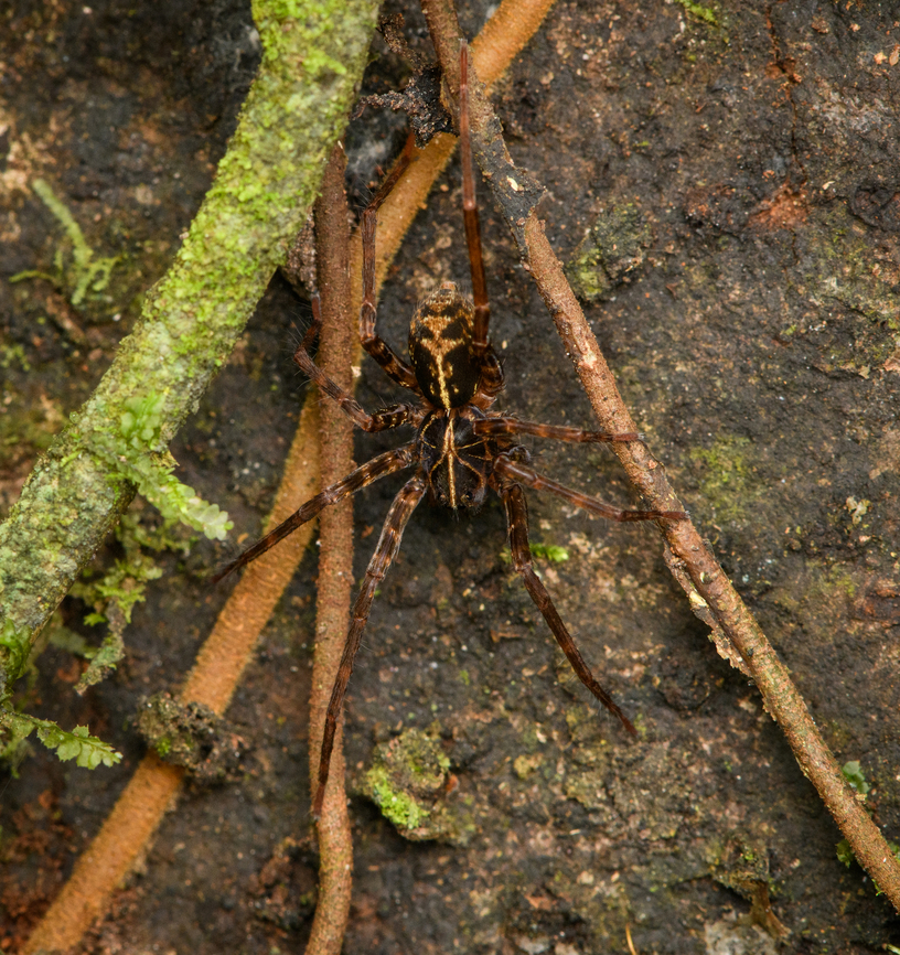 Centroctenus acara (immature), Caquetá, Colombia <a href="https://www.flickr.com/photos/55321611@N07/5132483029/in/album-72157625157187493/" rel="nofollow">https://www.flickr.com/photos/55321611@N07/5132483029/in/album-72157625157187493/</a> Amazon,Caquetá,Centroctenus acara,Colombia,Colombia 2022,Geotagged,Peregrinos,South America,Summer,Winter,World
