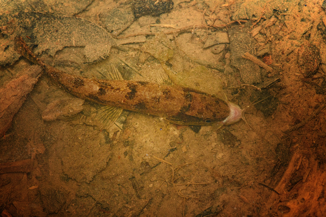 Catfish, Caquet&aacute;, Colombia Found at night in a shallow pool in semi-flooded forest. Amazon,Caquet&aacute;,Colombia,Colombia 2022,Geotagged,Peregrinos,South America,Summer,Winter,World