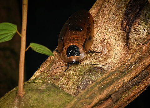 Blaberus giganteus, Caquet&aacute;, Colombia One of the largest cockroaches in the world, at 7-10cm. Amazon,Blaberus giganteus,Caquet&aacute;,Colombia,Colombia 2022,Geotagged,Giant Cave Cockroach,Peregrinos,South America,Summer,Winter,World
