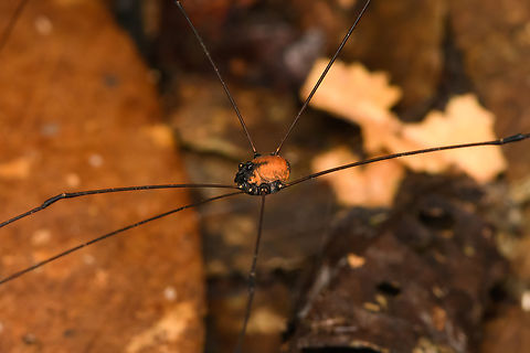 Harvestman (genus Caluga) - closeup, Caquetá, Colombia https://www.jungledragon.com/image/142970/harvestman_genus_caluga_caquet_colombia.html Amazon,Caquetá,Colombia,Colombia 2022,Geotagged,Peregrinos,South America,Summer,Winter,World