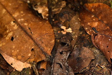 Harvestman (genus Caluga), Caquet&aacute;, Colombia https://www.jungledragon.com/image/142969/harvestman_genus_caluga_-_closeup_caquet_colombia.html Amazon,Caquet&aacute;,Colombia,Colombia 2022,Geotagged,Peregrinos,South America,Summer,Winter,World